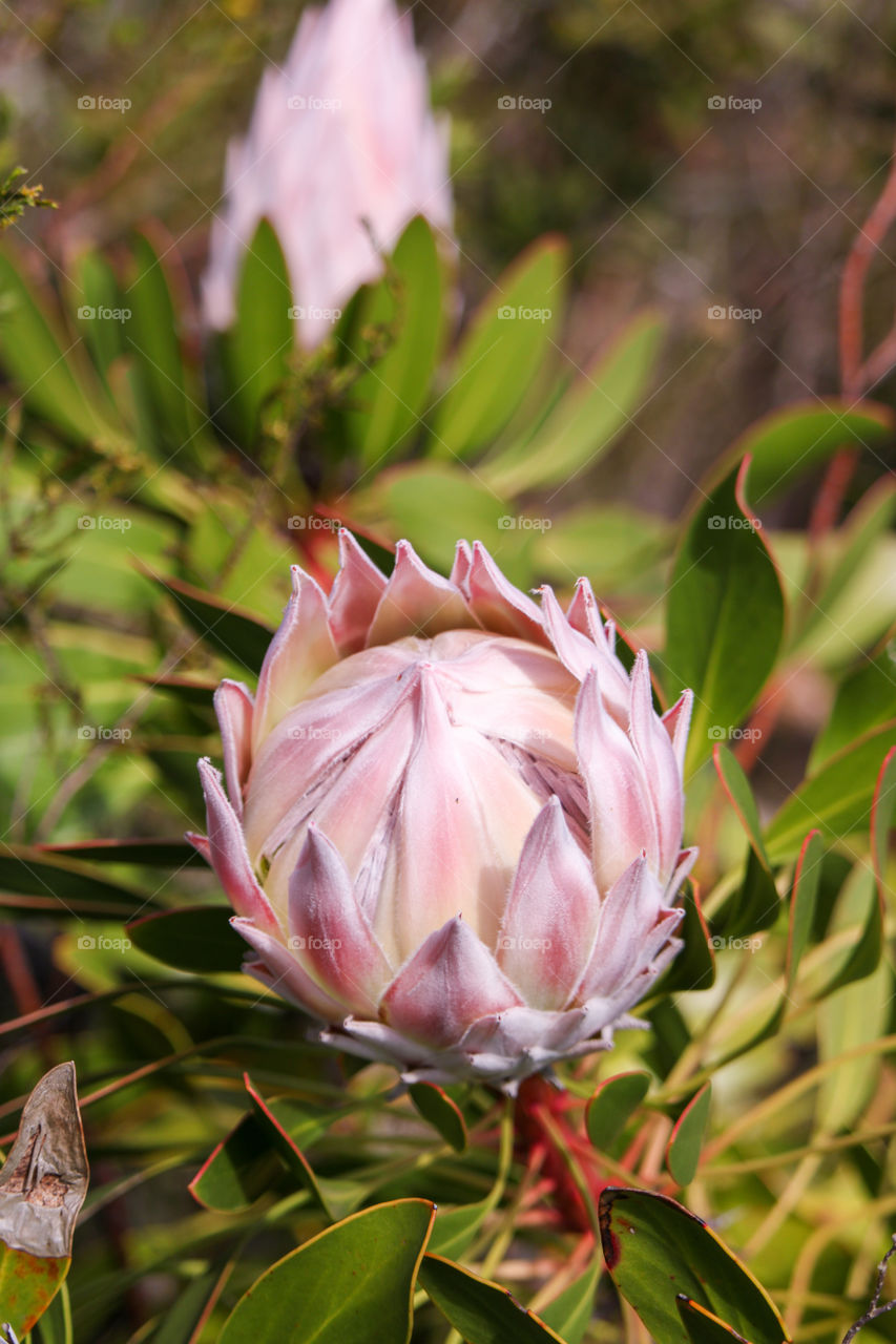 The beginning of the protea
