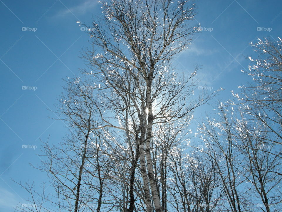 ice tree