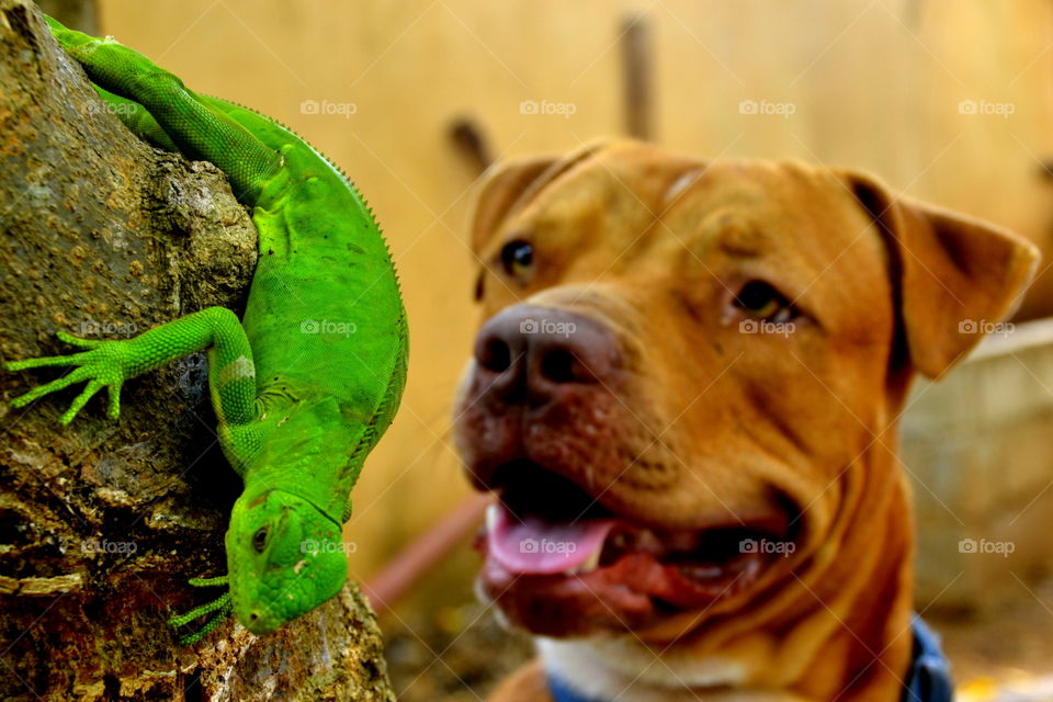 dog & iguanna