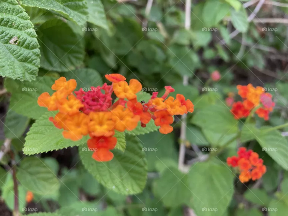 Wild mint flower