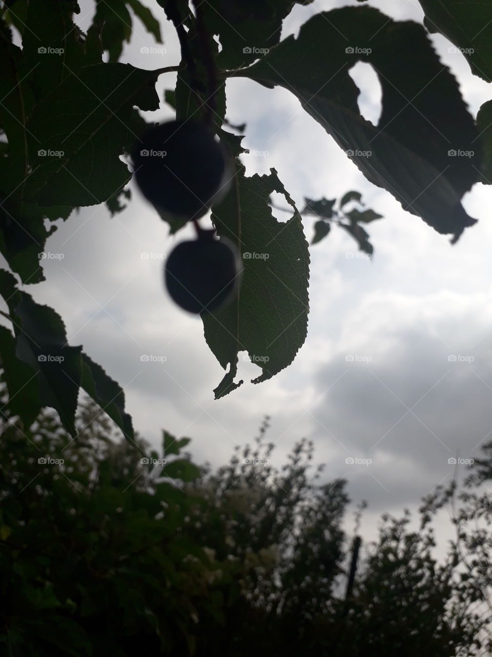 bird cherry and clouds