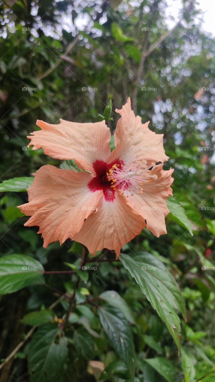 Peach and blood red hibiscus