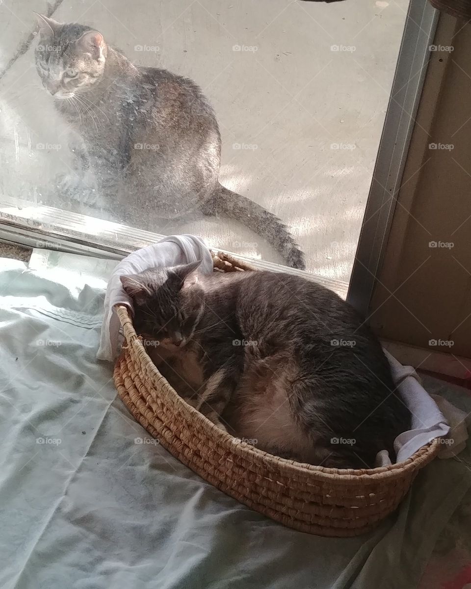 Princess curled in her basket while Tiger is wanting inside