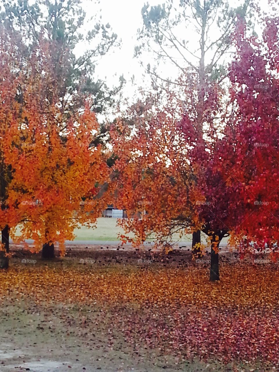 Bright fall colored trees. 