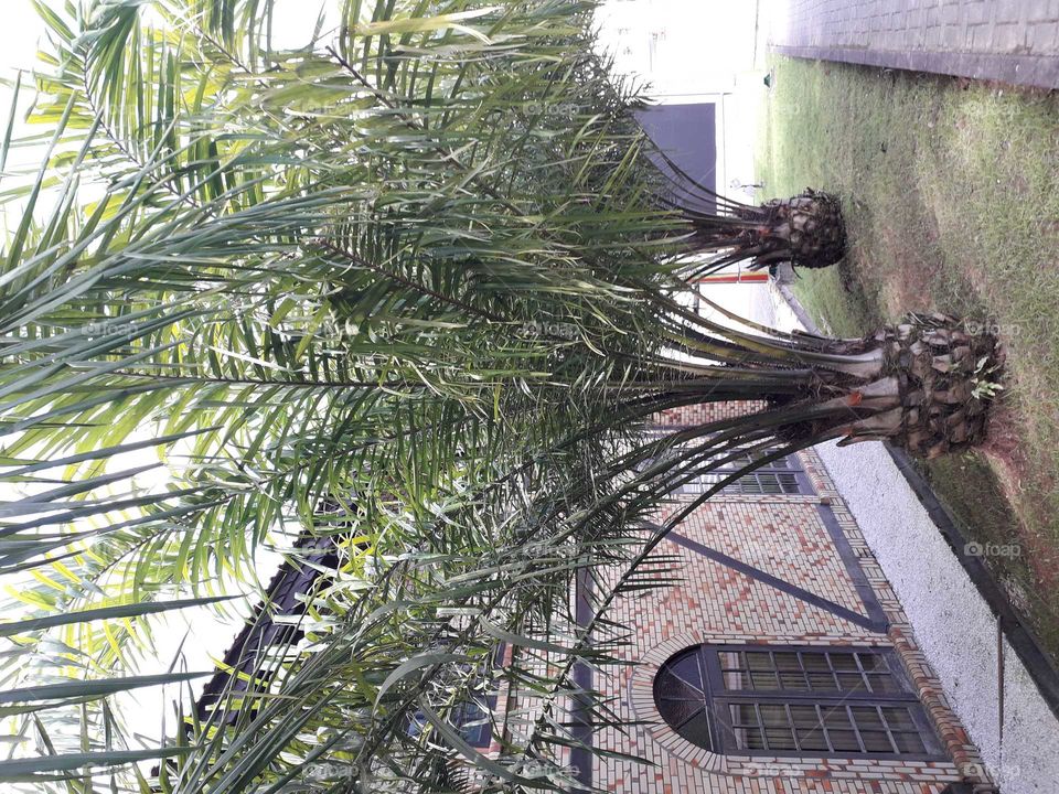 árvore de coco