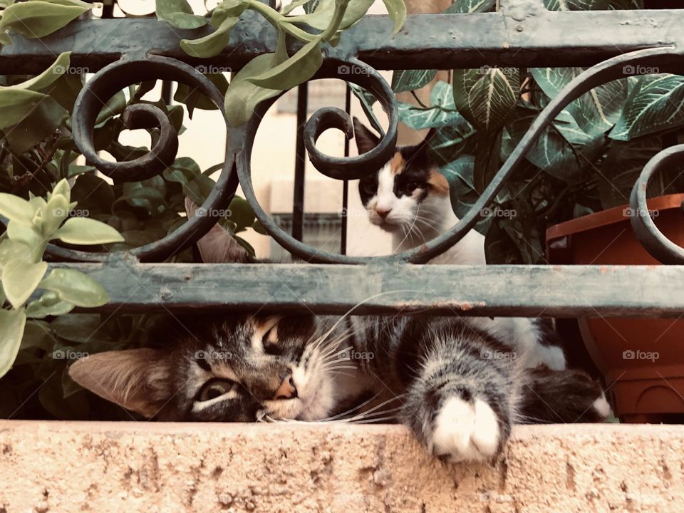 Cute and beautiful cats looking at camera 