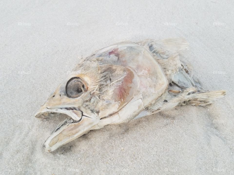 Washed up Fish Head. Sunrise on the Beach.