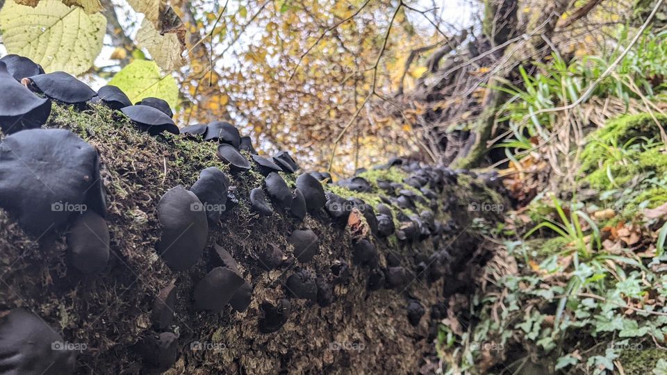 black fungi on a dead tree in the forrest
