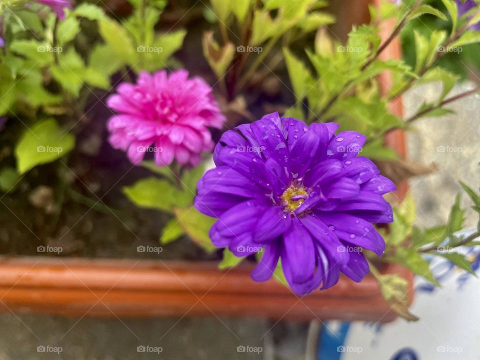 Graced nature's beauty