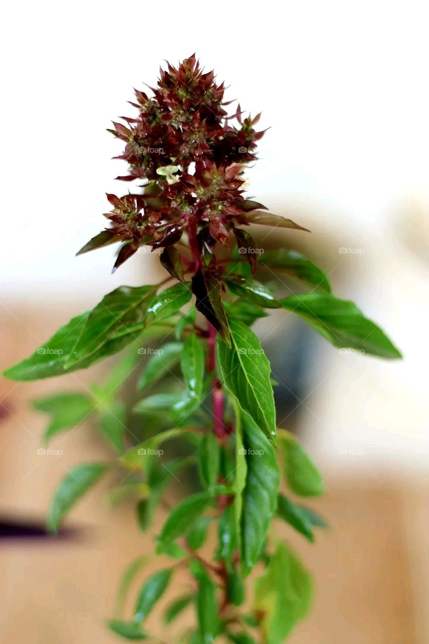 A very beautiful picture, and there is no better picture than it. There is no better picture of green herbs and colorful, red and white roses than it. Glory be to God, the natural and picturesque view, and there is no more