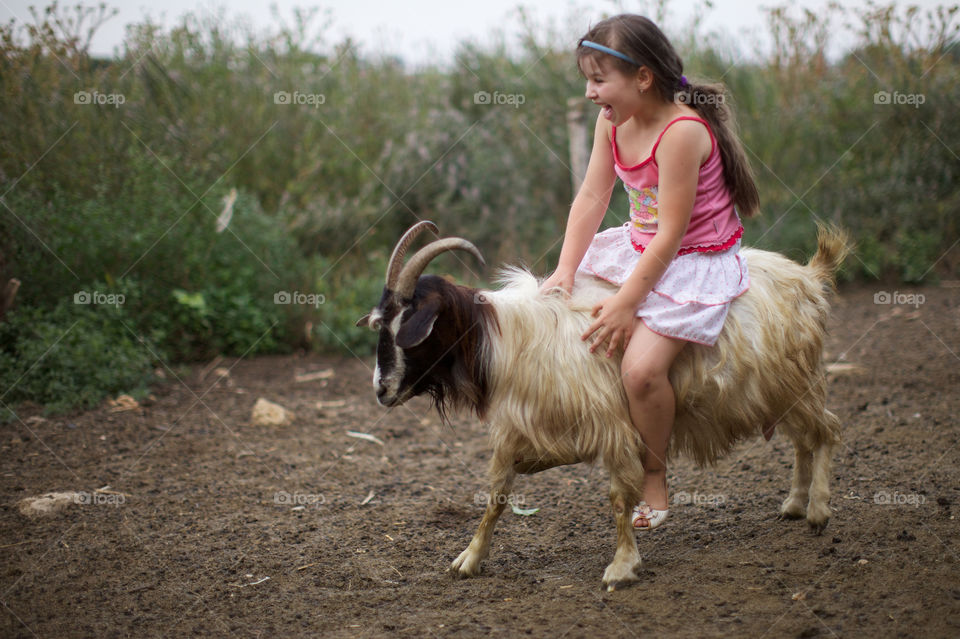 a little girl rides a goat. a little girl rides a goat