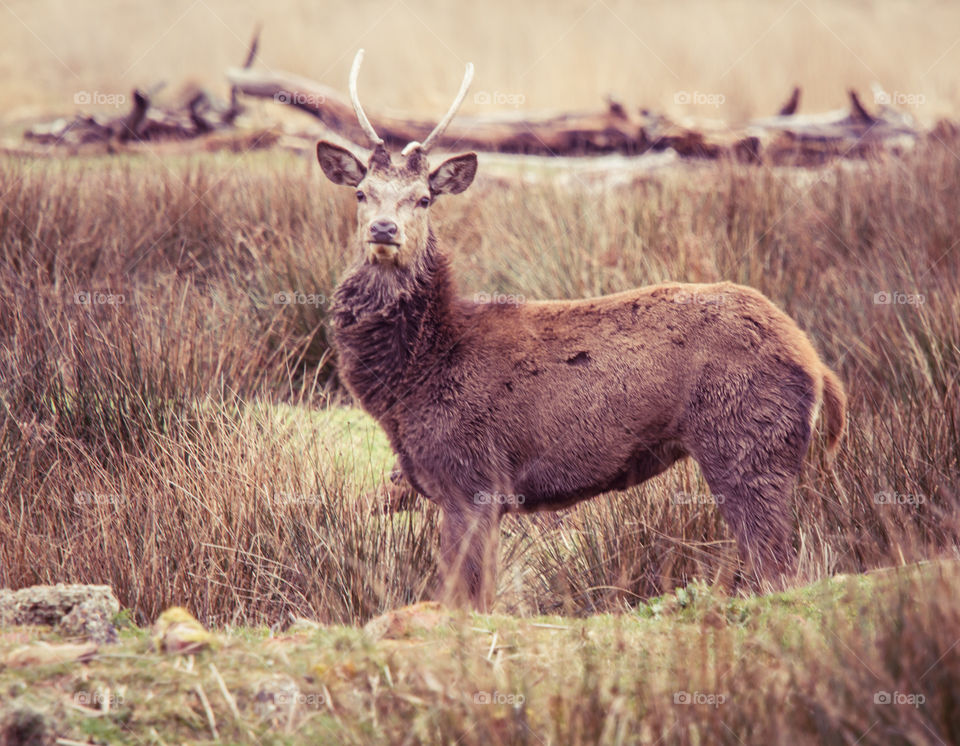 Deer, Mammal, Wildlife, Animal, Antler