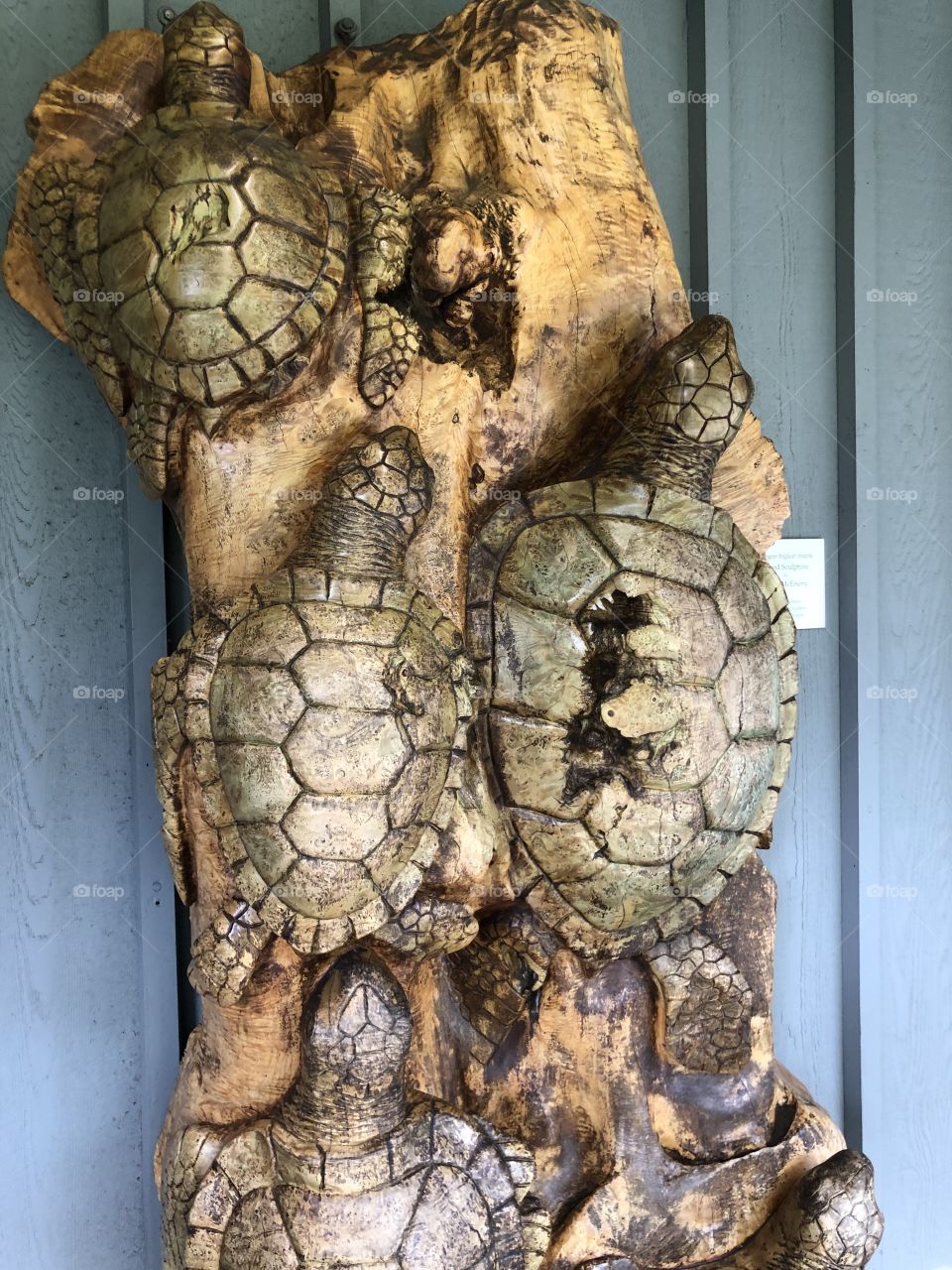 Carved Turtles