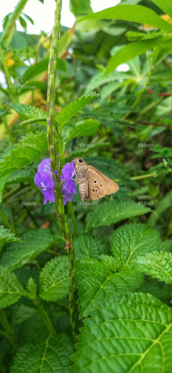 a beautiful little butterfly perched on a flower