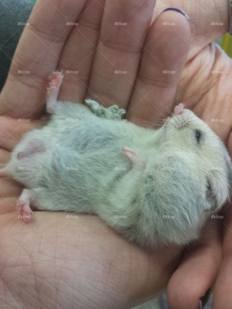 Small rat on human hand