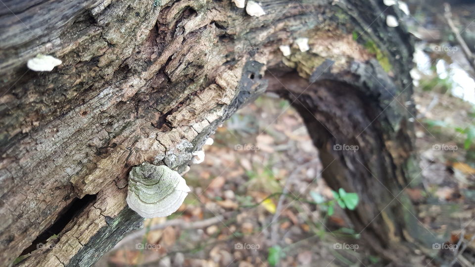 Bark, Tree, Wood, Trunk, Nature