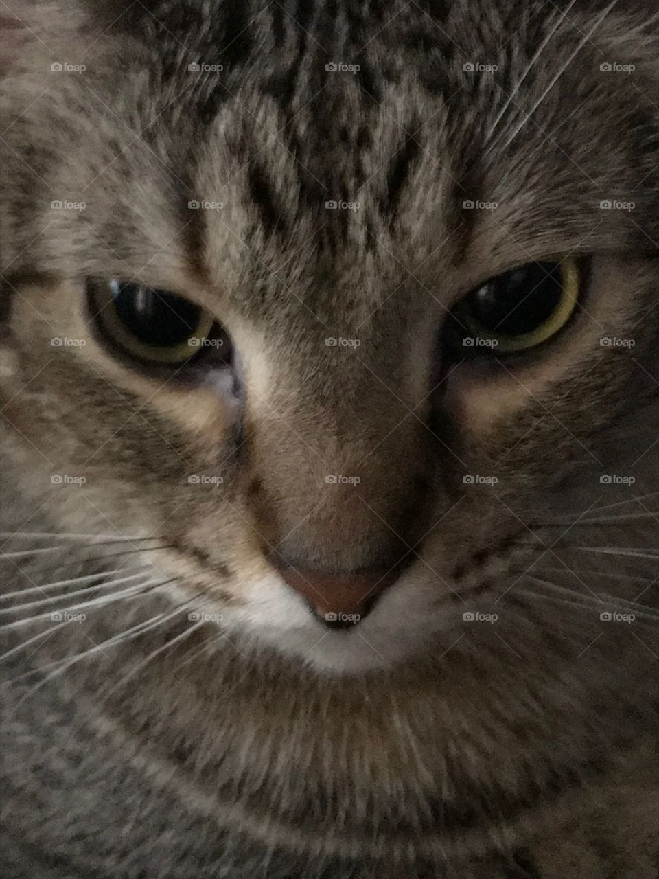 Serious Thinking Cat Face