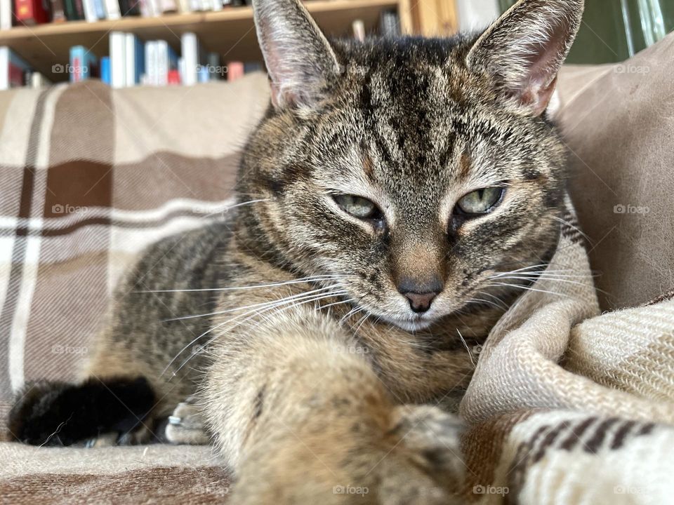 Portrait of a tabby cat 