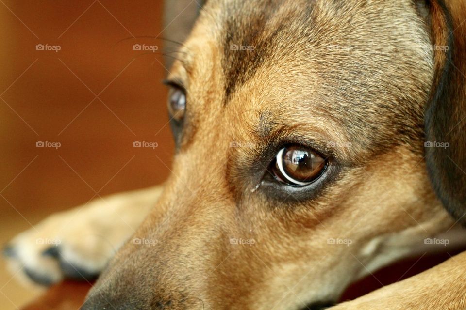 Close-up of a cute Dog 