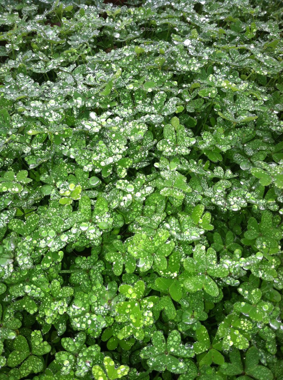 Clovers. Dew covered clover patch