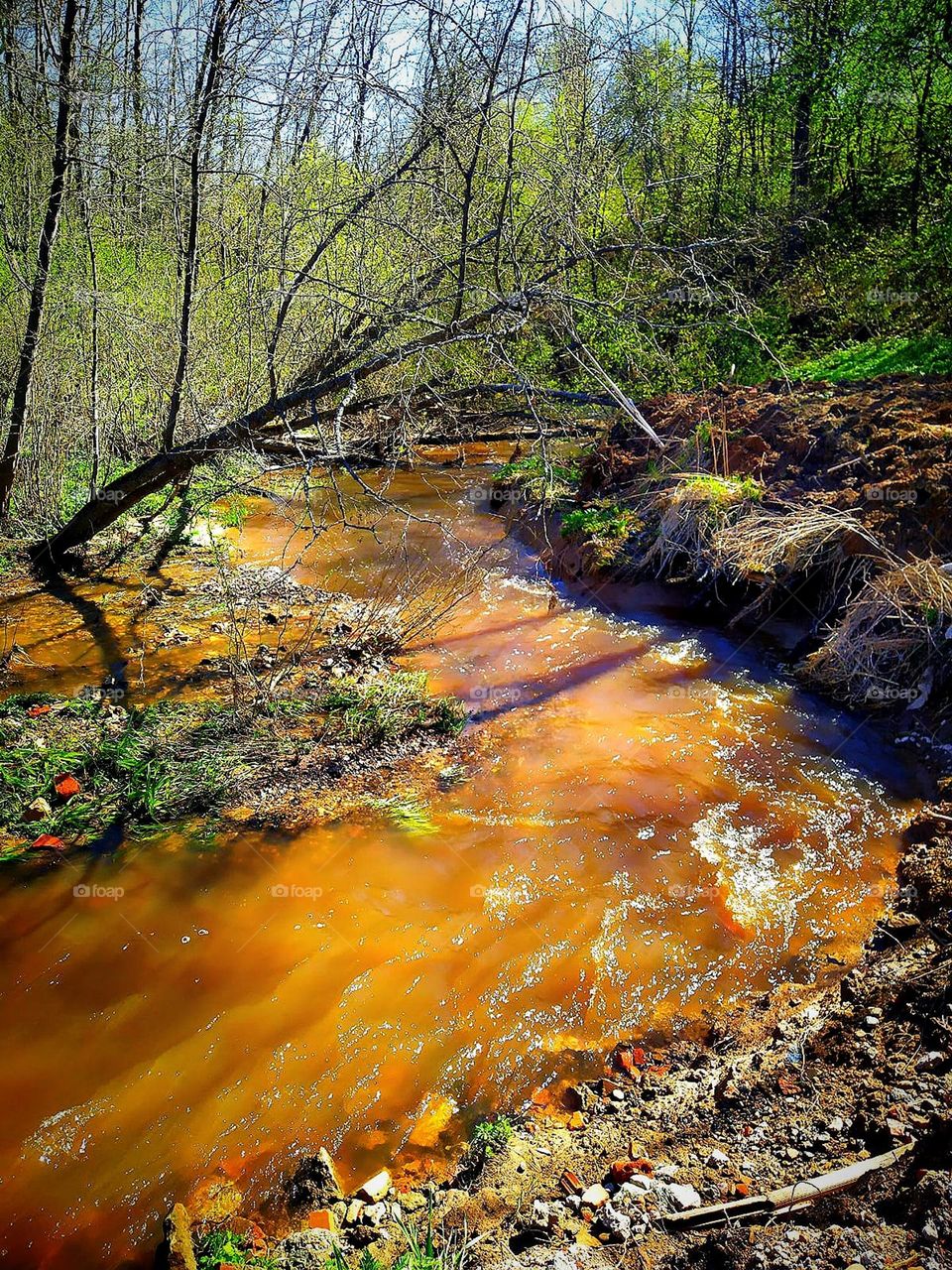 Forest.  Spring.  A stormy stream flows among the green trees.Sunbeams break through the leaves