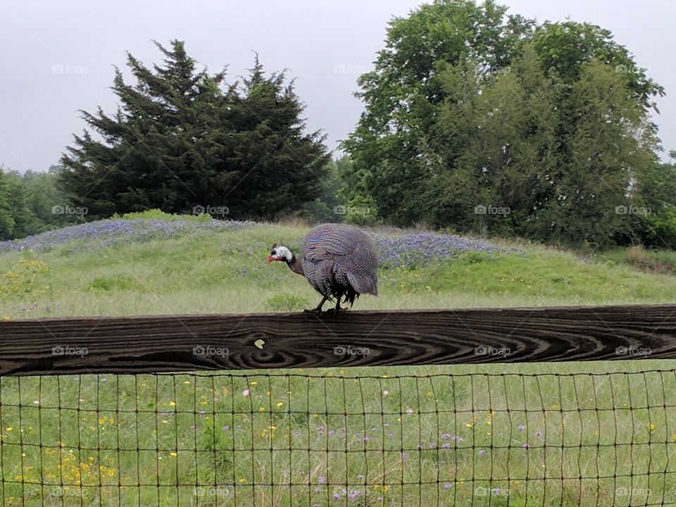 Posing Guineafowl