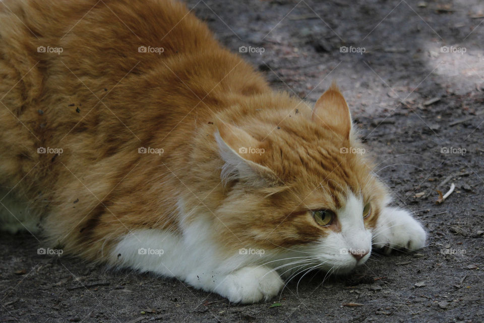 Orange cat 