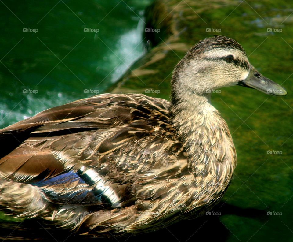 Mallard Duck at the Waterfall