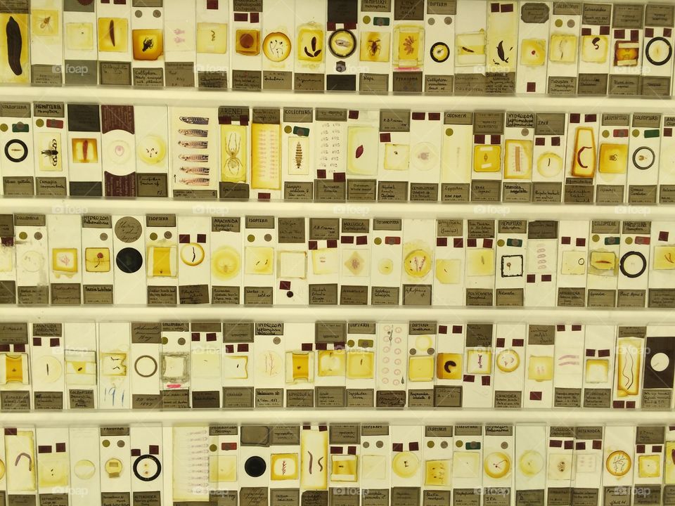 Grant Museum of Zoology and Comparative Anatomy Microscope Slide Wall