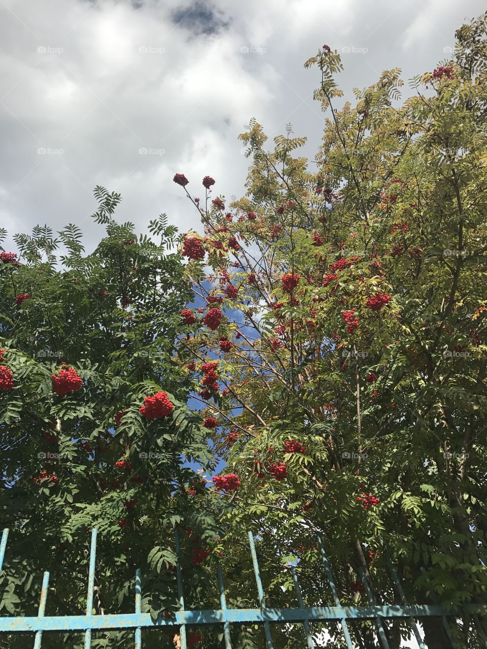 Tree, Flower, Leaf, Landscape, Branch