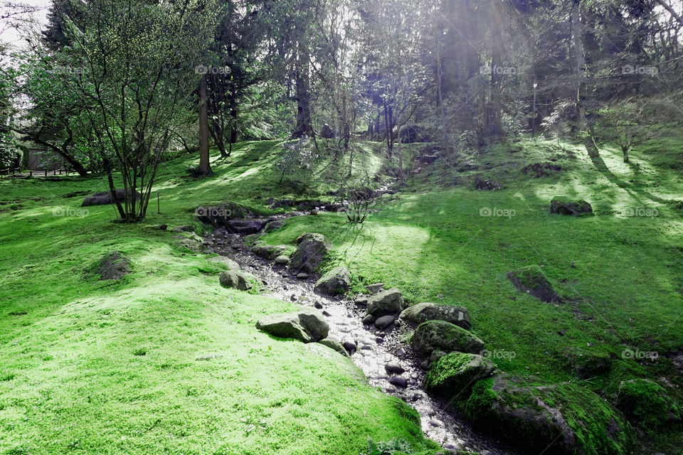 Sunlight in forest