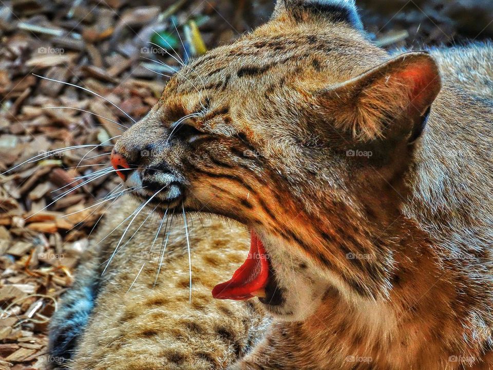 Wild bobcat