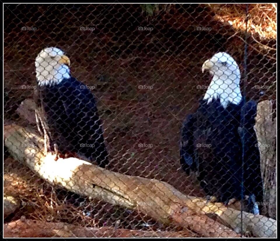 Two Eagles