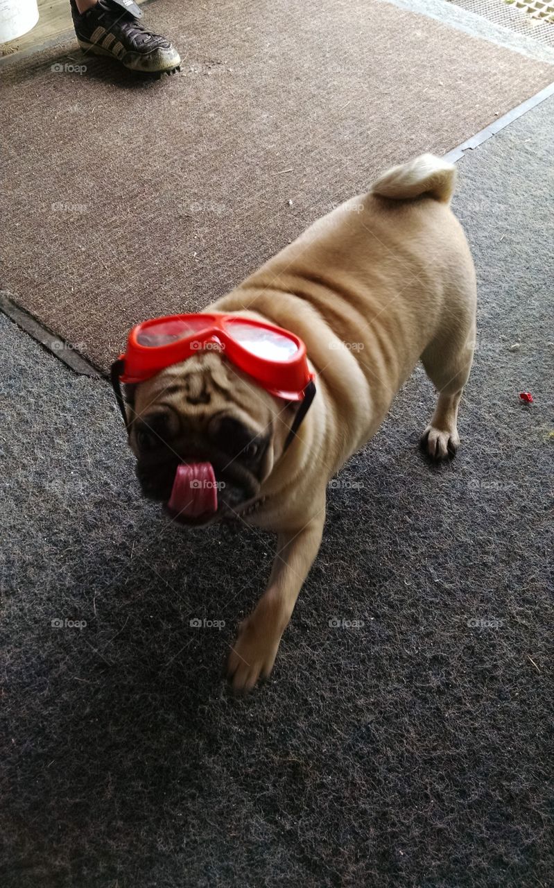 Pug dog with water goggles on