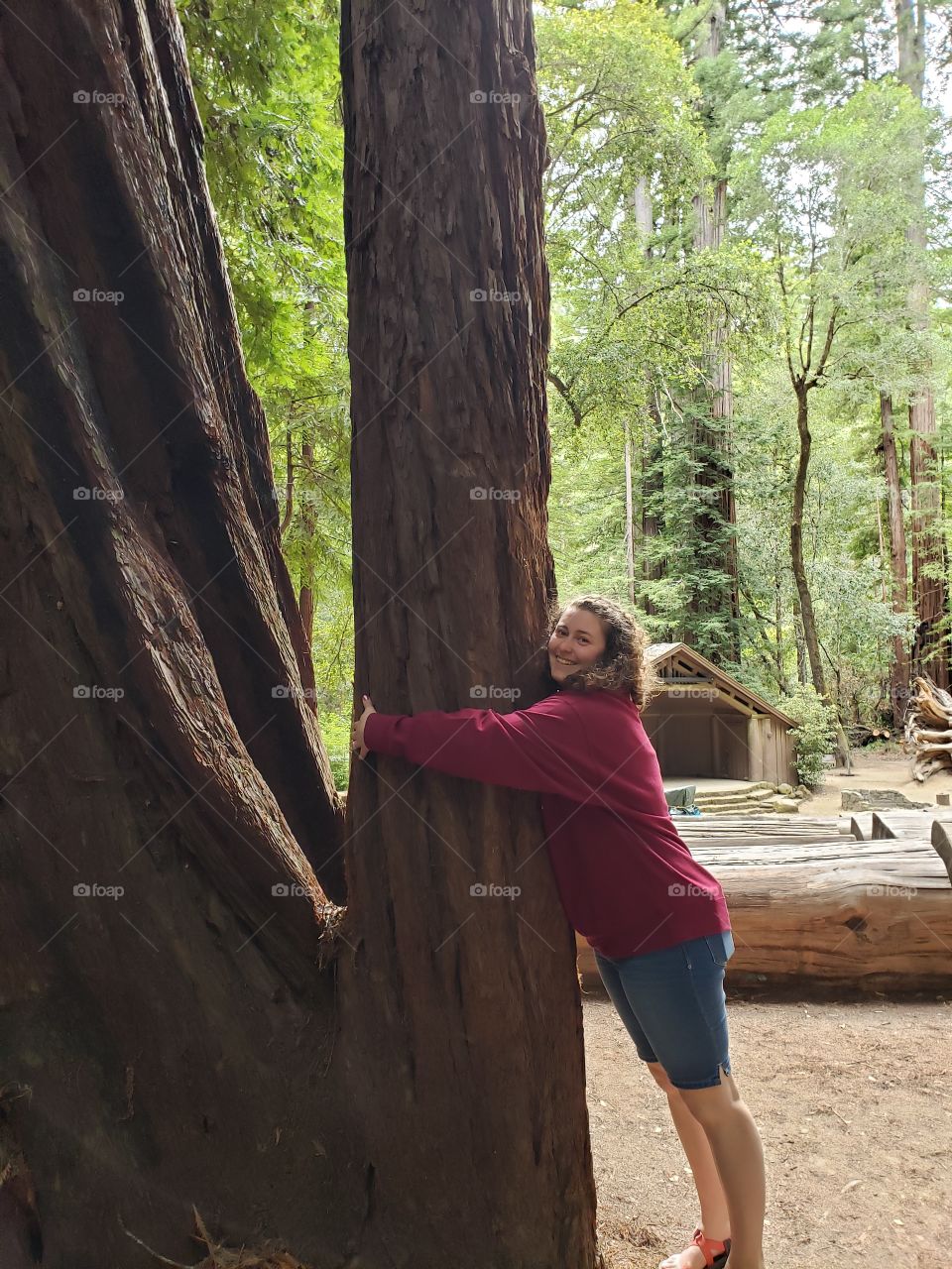 Tree Hugger Big Basin State Park California