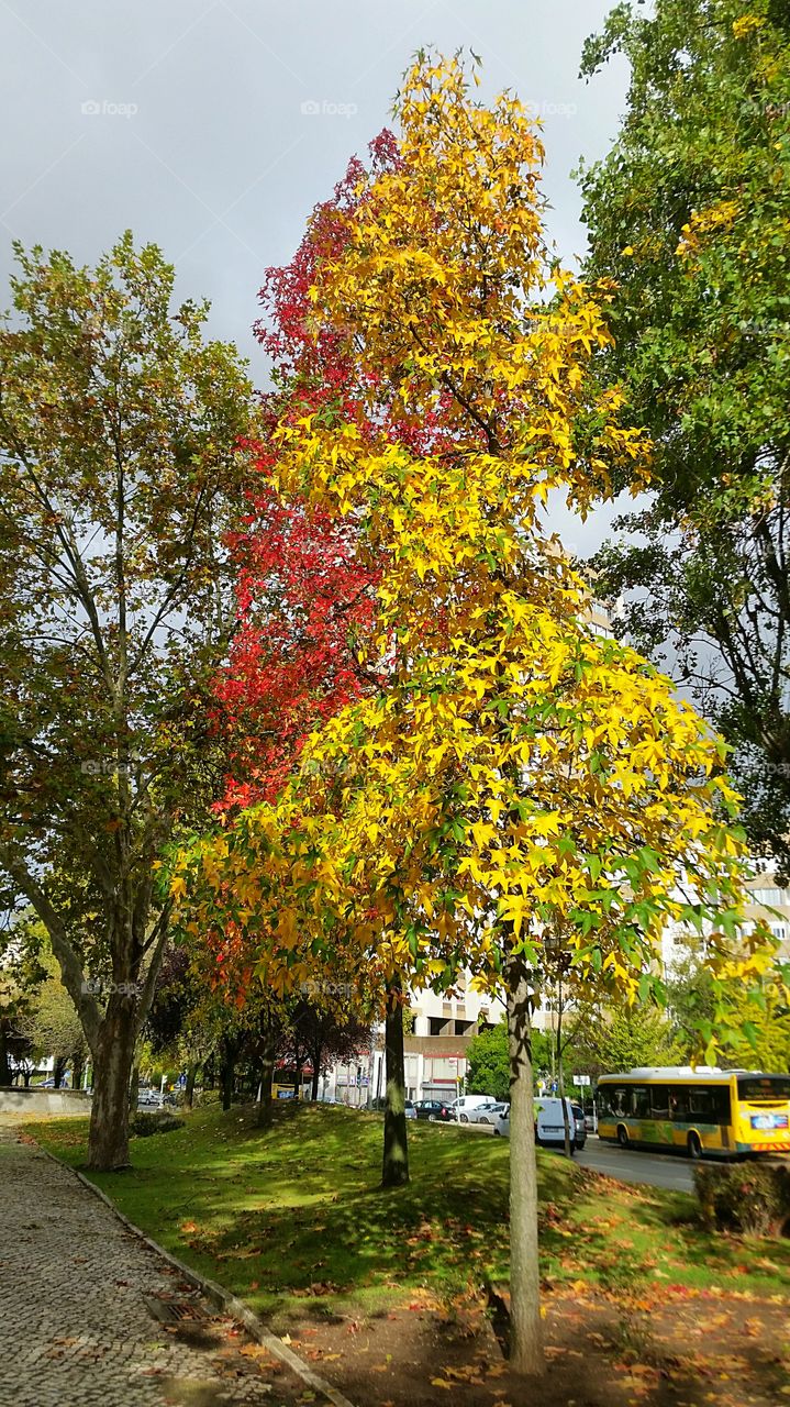 Fall colours