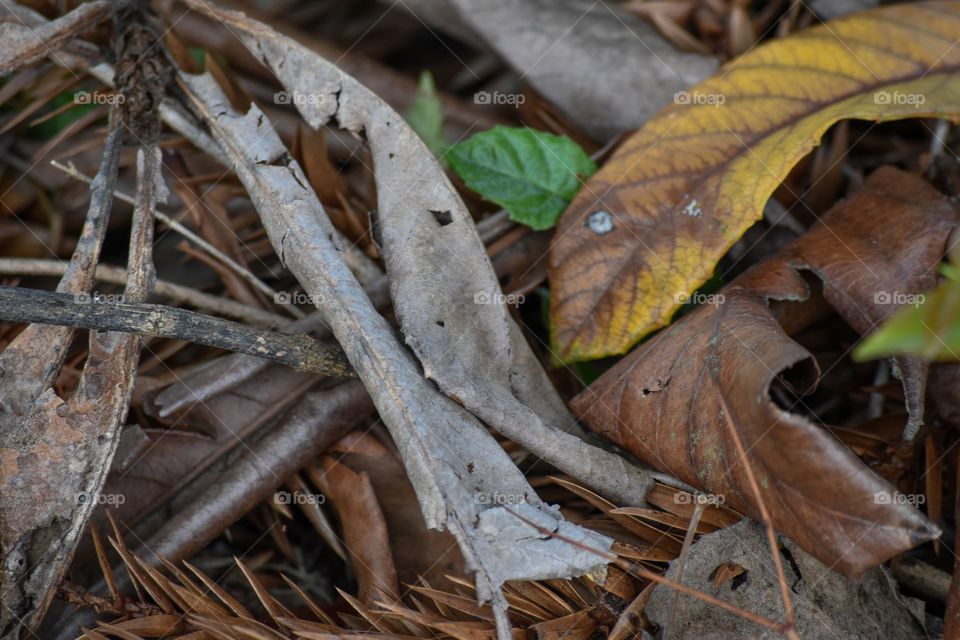 Folhas no chão/Leaves on the ground.