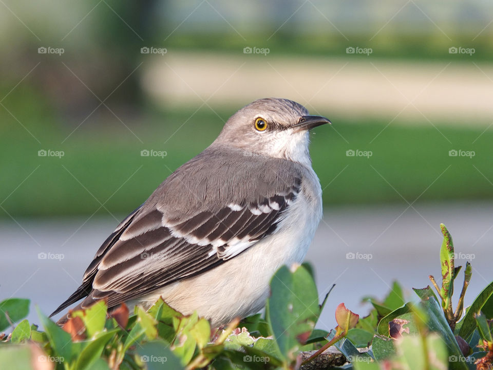 Golden Eyes. Closeup of a golden eyed Northern Mockingbird