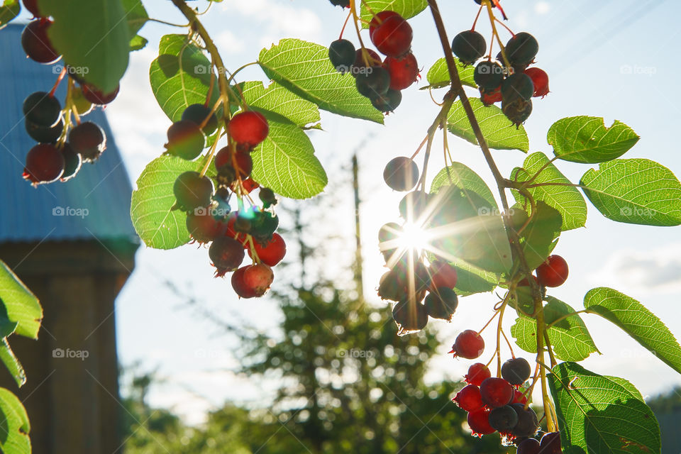 Sol, berries, summer