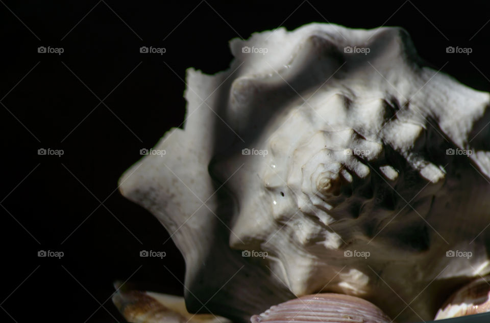 Closeup of conch shell in shadows and light tranquil relaxation symbolism image 