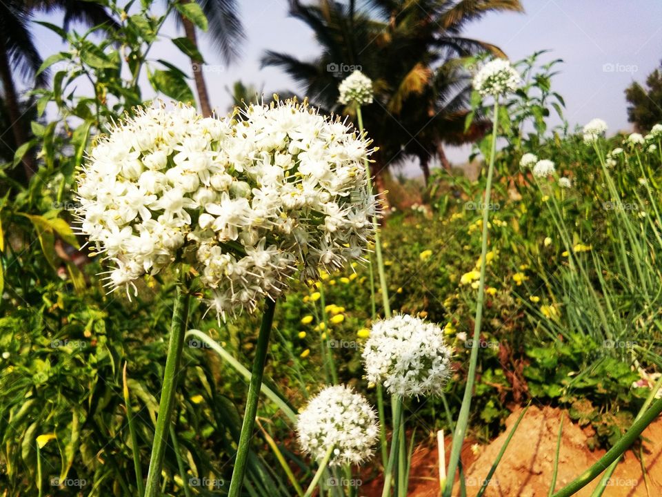 the beautiful anion flower and look this flower