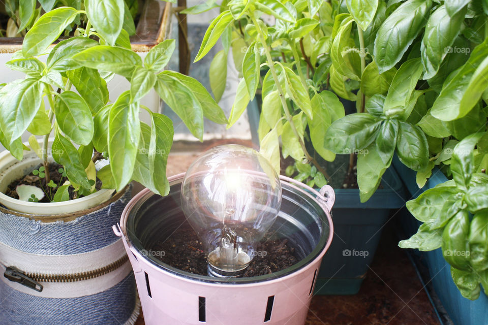 A lightbulb growing, home garden