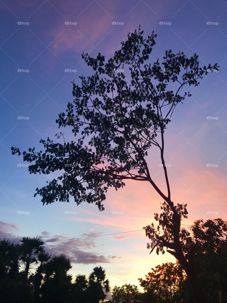 Sunset with tree branch 