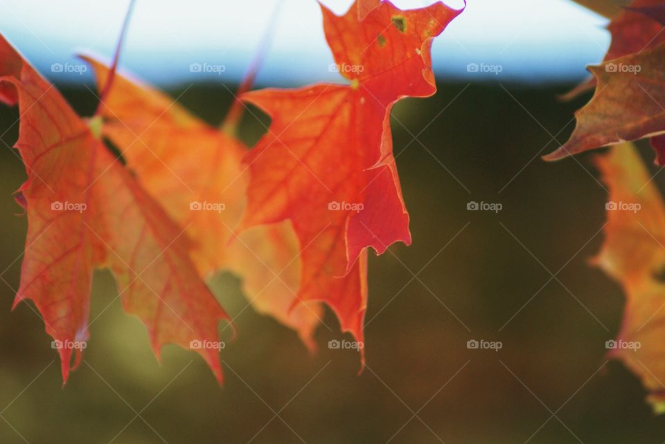 Autumn leaves