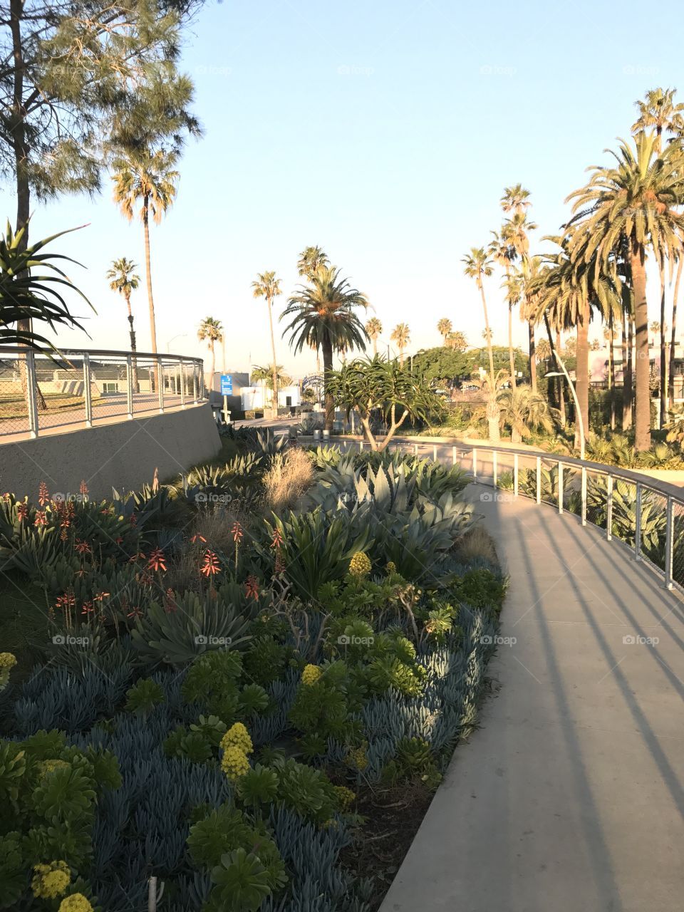 No Person, Tree, Travel, Garden, Palm