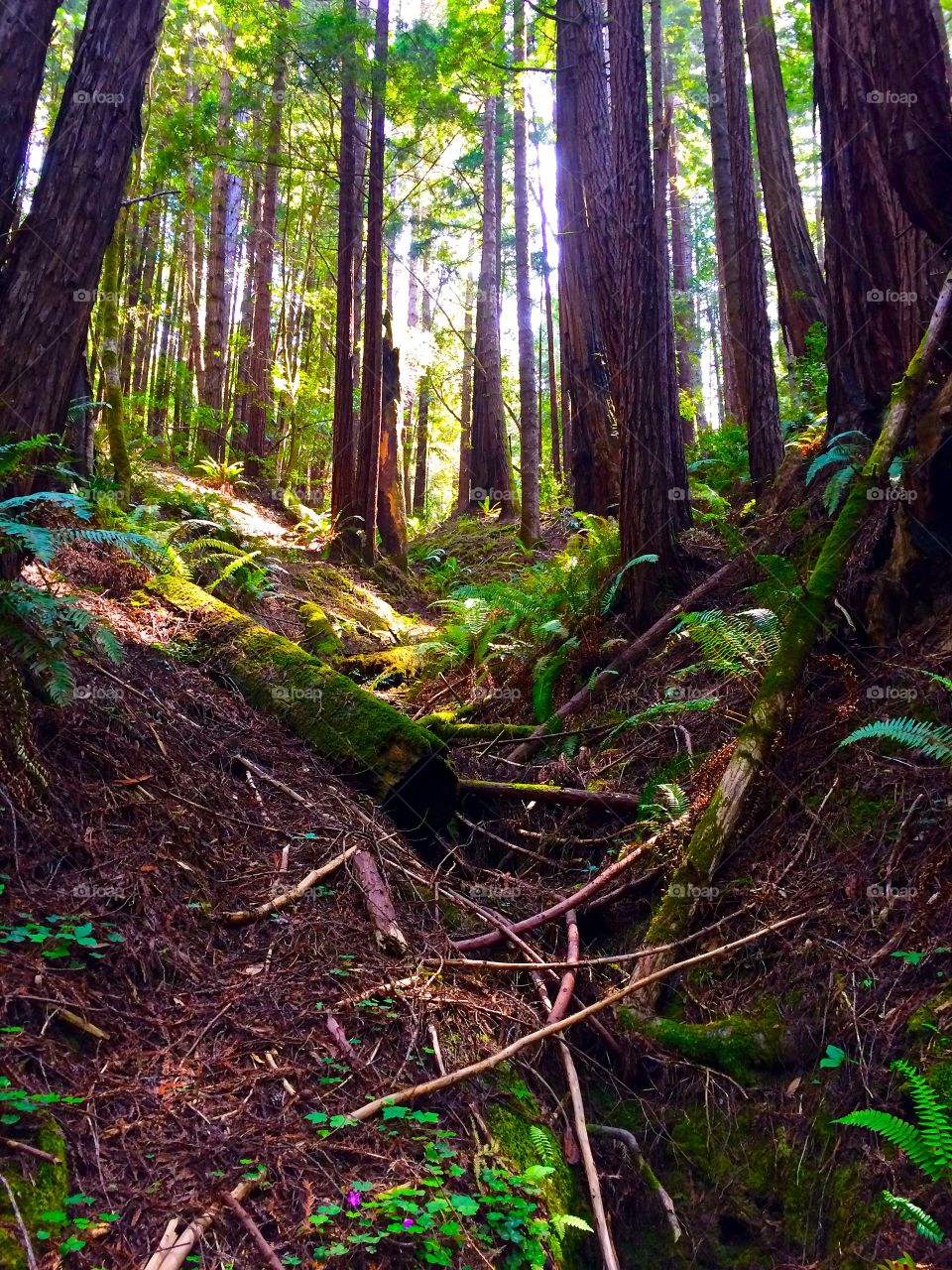 Redwoods . Taken in a redwood forest 