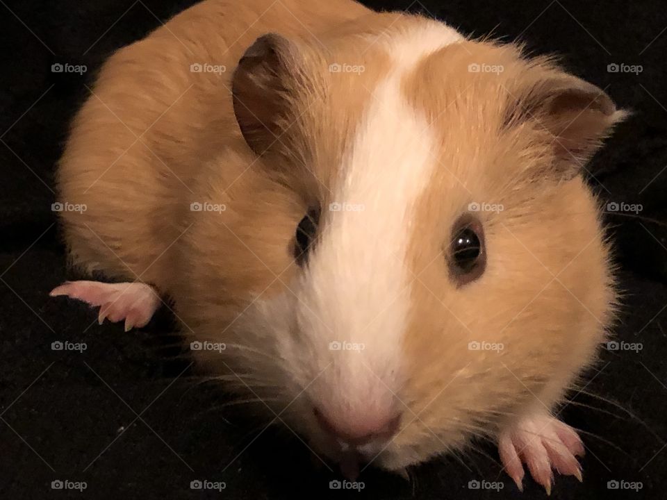 Guinea pig named Honey