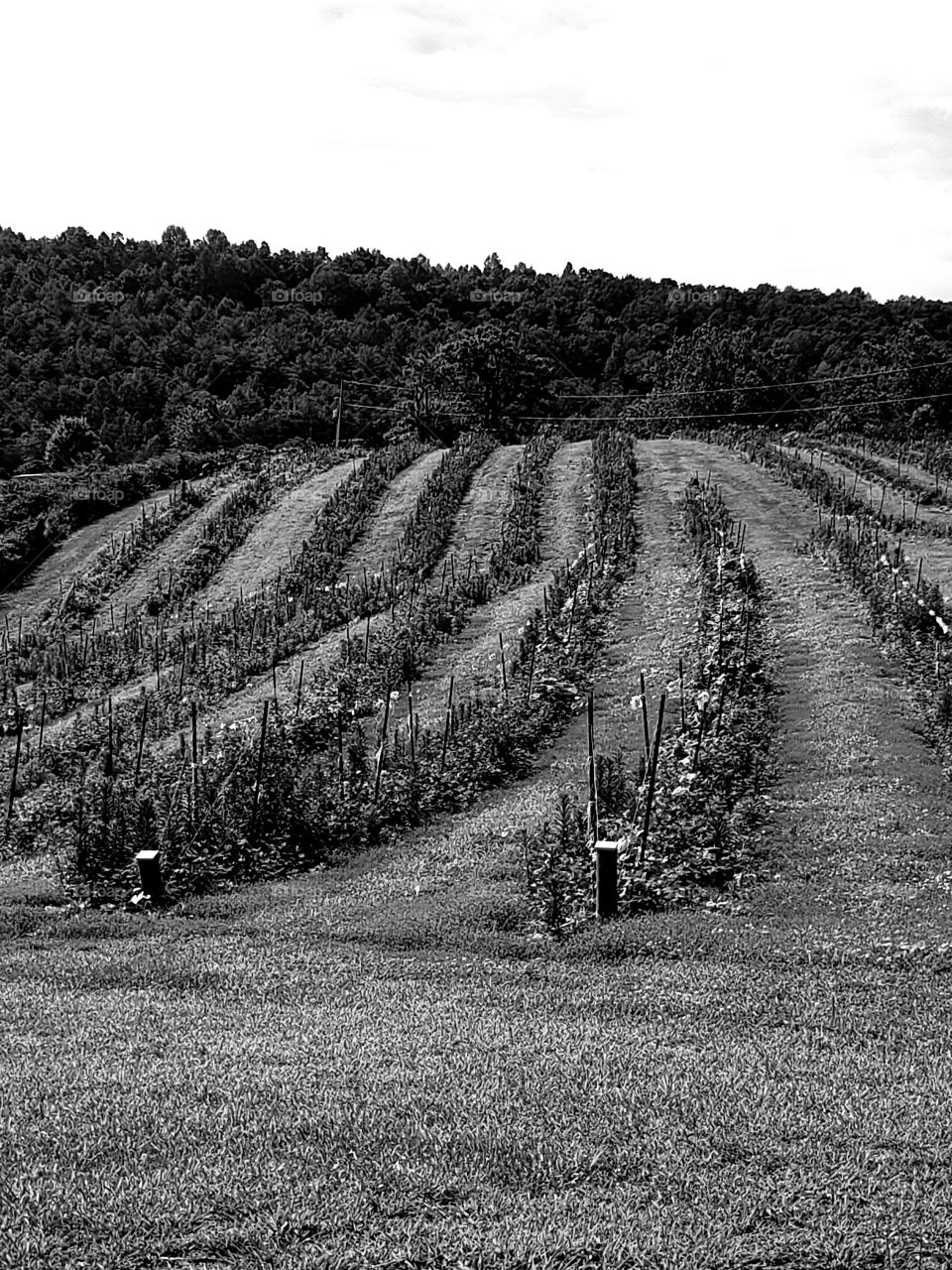 Beautiful countryside