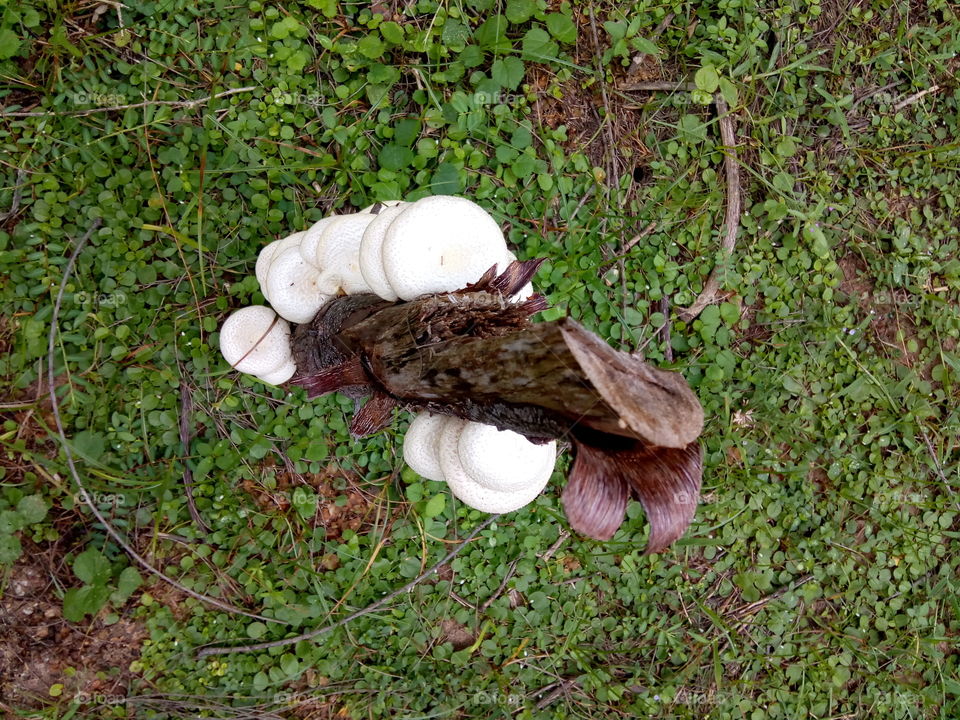 many wood mushroom