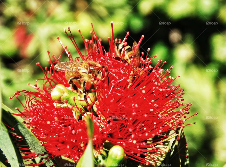 Bee On A Red Flower